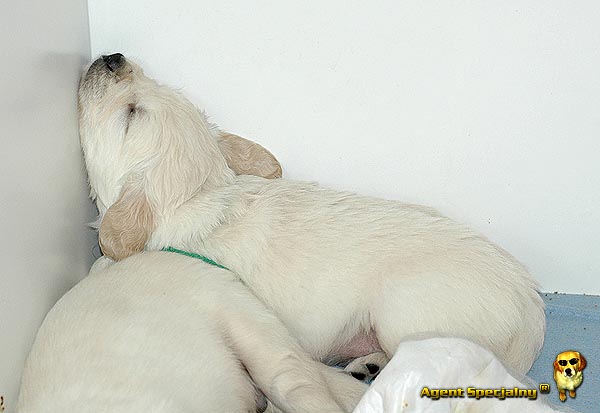 Szczeniak Golden Retriever - Agent Specjalny