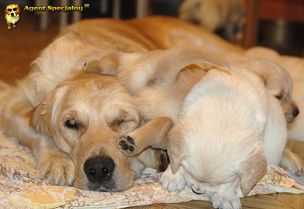 Szczeniak Golden Retriever - Agent Specjalny