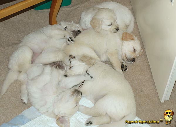 Szczeniak Golden Retriever - Agent Specjalny