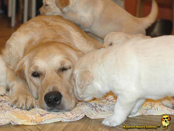 Szczeniak Golden Retriever - Agent Specjalny