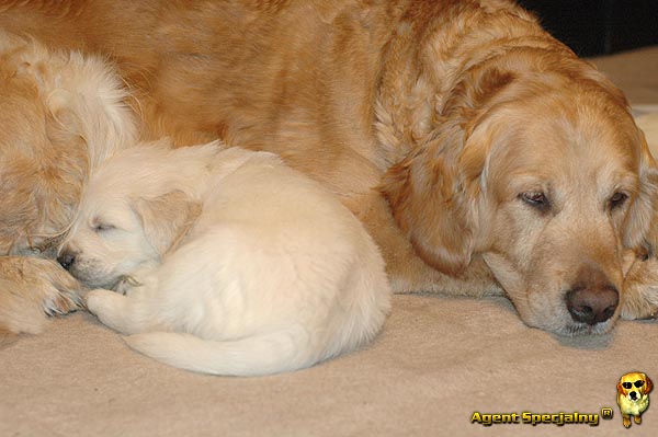 Szczeniak Golden Retriever - Agent Specjalny