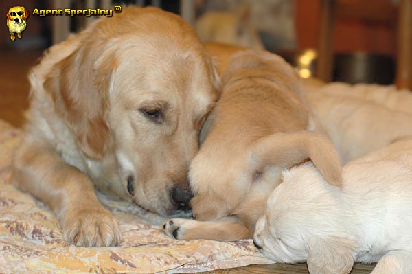 Szczeniak Golden Retriever - Agent Specjalny