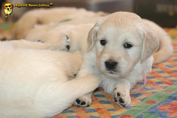 Szczeniak Golden Retriever - Agent Specjalny