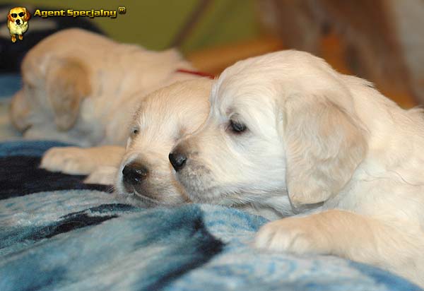 Szczeniak Golden Retriever - Agent Specjalny