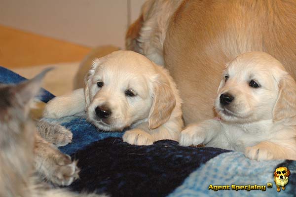 Szczeniak Golden Retriever - Agent Specjalny