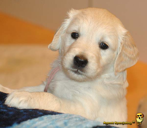Szczeniak Golden Retriever - Agent Specjalny