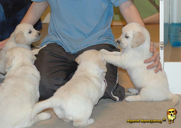 Szczeniak Golden Retriever - Agent Specjalny