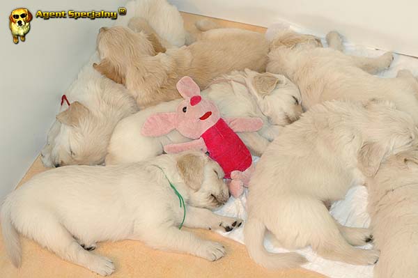 Szczeniak Golden Retriever - Agent Specjalny