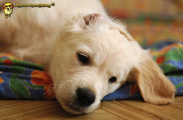 Szczeniak Golden Retriever - Agent Specjalny