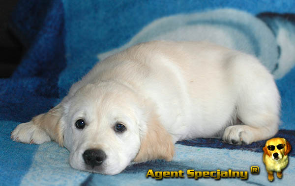 Szczeniak Golden Retriever - Agent Specjalny