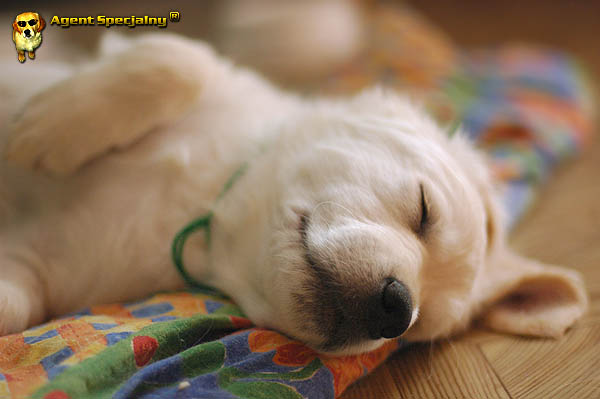 Szczeniak Golden Retriever - Agent Specjalny