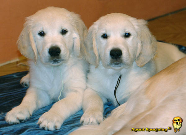 Szczeniak Golden Retriever - Agent Specjalny