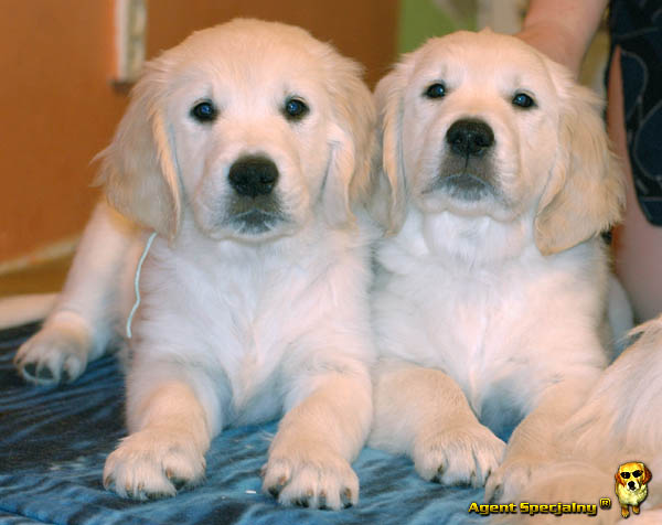 Szczeniak Golden Retriever - Agent Specjalny