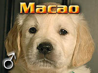 Szczeniak Golden Retriever - Agent Specjalny