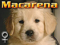 Szczeniak Golden Retriever - Agent Specjalny