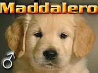 Szczeniak Golden Retriever - Agent Specjalny