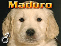 Szczeniak Golden Retriever - Agent Specjalny