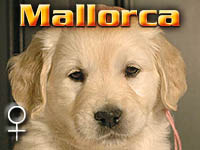 Szczeniak Golden Retriever - Agent Specjalny