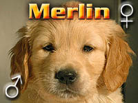 Szczeniak Golden Retriever - Agent Specjalny