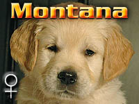 Szczeniak Golden Retriever - Agent Specjalny