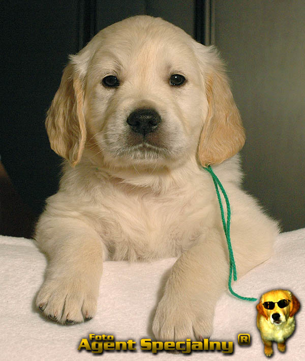 Szczeniak Golden Retriever - Agent Specjalny