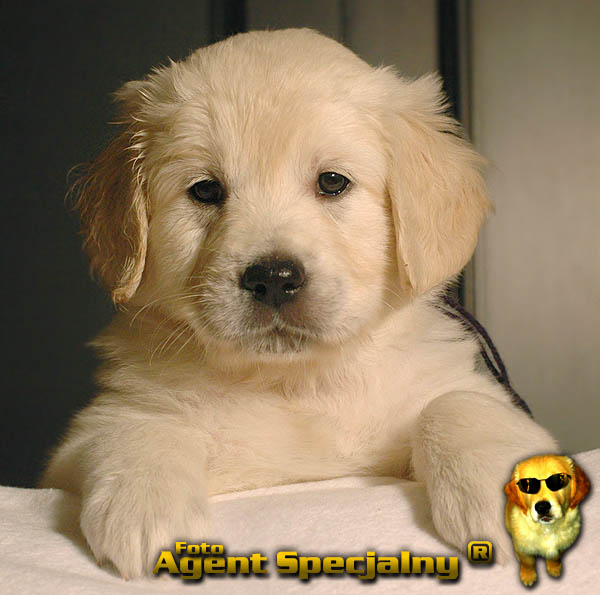 Szczeniak Golden Retriever - Agent Specjalny