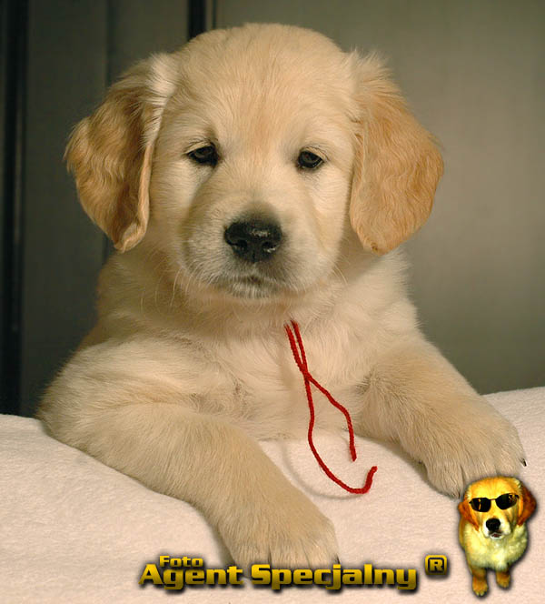 Szczeniak Golden Retriever - Agent Specjalny
