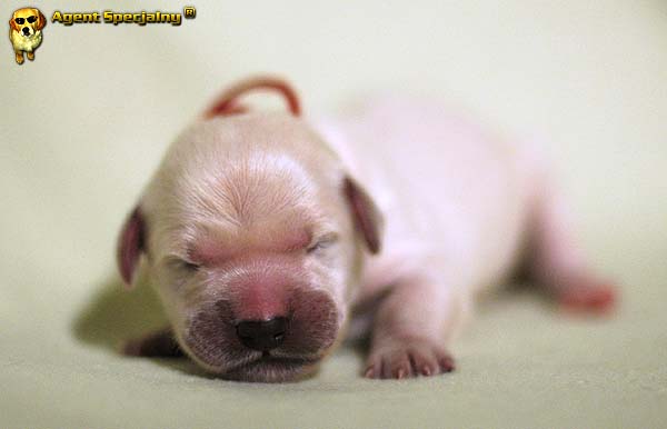 Szczeniak Golden Retriever - Agent Specjalny