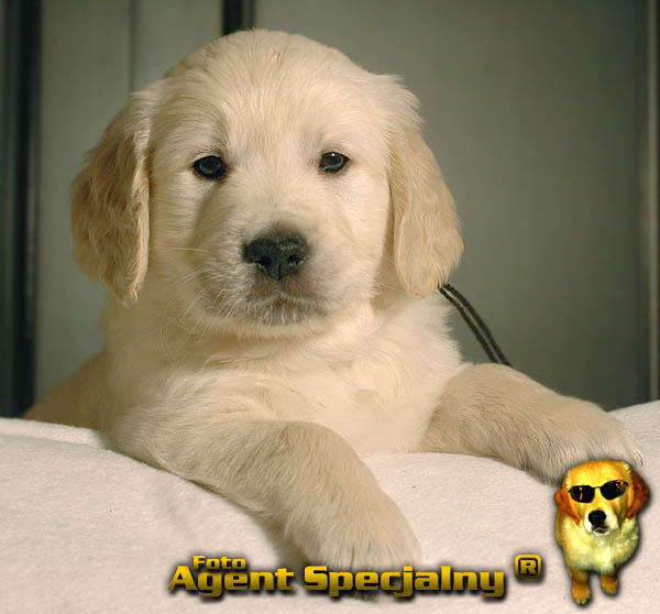 Szczeniak Golden Retriever - Agent Specjalny