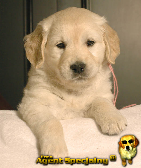 Szczeniak Golden Retriever - Agent Specjalny