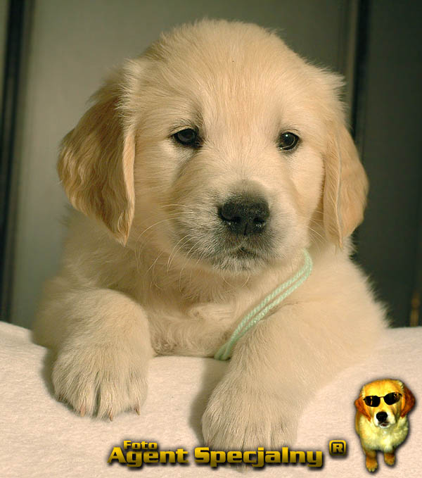 Szczeniak Golden Retriever - Agent Specjalny