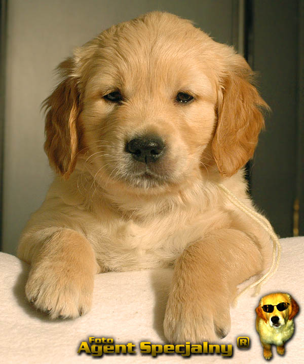 Szczeniak Golden Retriever - Agent Specjalny