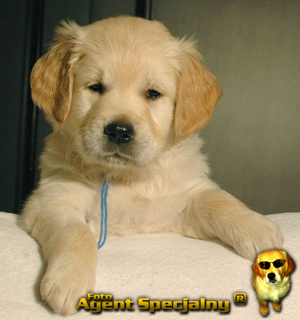 Szczeniak Golden Retriever - Agent Specjalny