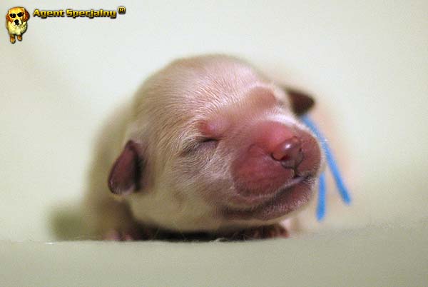 Szczeniak Golden Retriever - Agent Specjalny