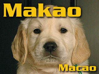 Golden Retriever - Agent Specjalny