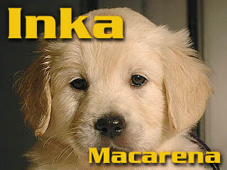 Golden Retriever - Agent Specjalny