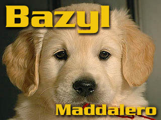 Golden Retriever - Agent Specjalny