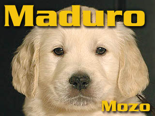 Golden Retriever - Agent Specjalny