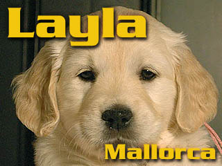 Golden Retriever - Agent Specjalny