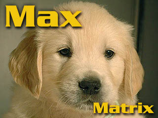 Golden Retriever - Agent Specjalny