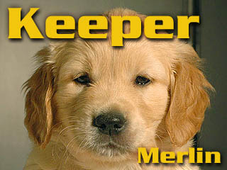 Golden Retriever - Agent Specjalny