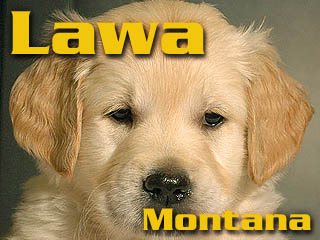 Golden Retriever - Agent Specjalny