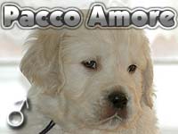 Szczeniak Golden Retriever - Agent Specjalny