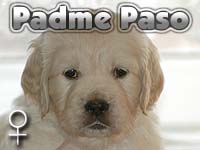 Szczeniak Golden Retriever - Agent Specjalny