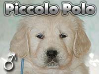 Szczeniak Golden Retriever - Agent Specjalny