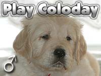 Szczeniak Golden Retriever - Agent Specjalny