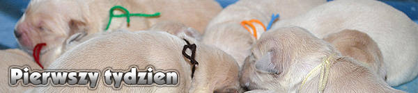 Agent Specjalny - pierwszy tydzie�