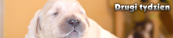 Agent Specjalny - drugi tydzie�