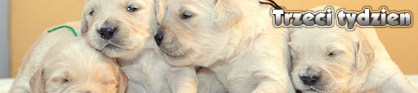 Agent Specjalny - trzeci tydzie�