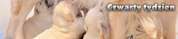 Agent Specjalny - czwarty tydzie�